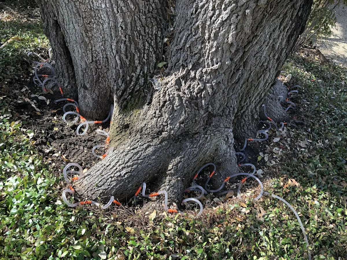 Detailed Tree Cabling and Bracing job site in Palermo