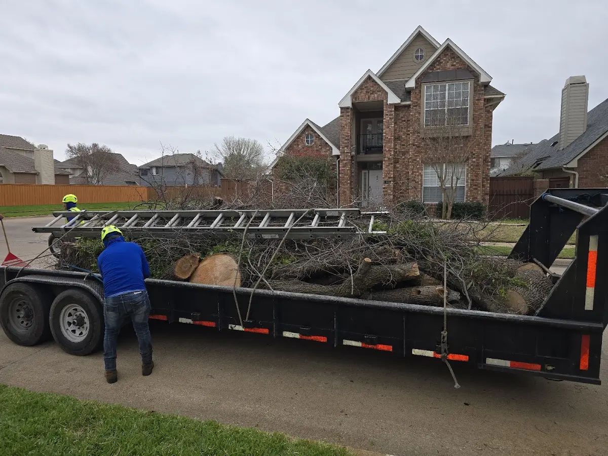 Expert Tree Removal with proper safety equipment in Palermo